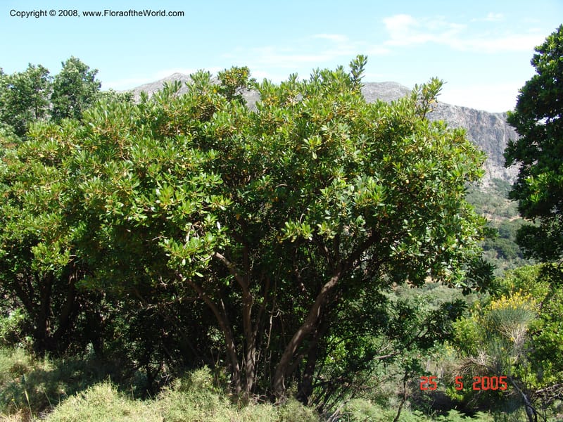 Arbutus unedo--Crete. Ep. Kisamos. Sirikari Gorge. 25 May 05. 310.jpg