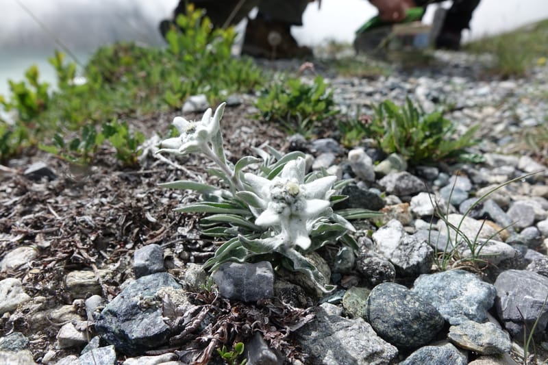 Leontopodium alpinum, Not collected--Switzerland. Sass Almagell. Lac Mattmark. 3 Jul 2016. DSC08449 (110).JPG