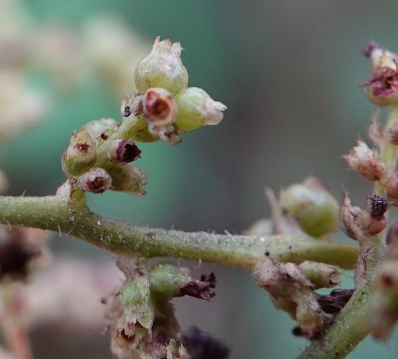 Wendlandia ligustrina, D. Boufford 44129--China. Yunnan. Meizi Lake Park. 3 May 2018. DSC01424 (234).JPG