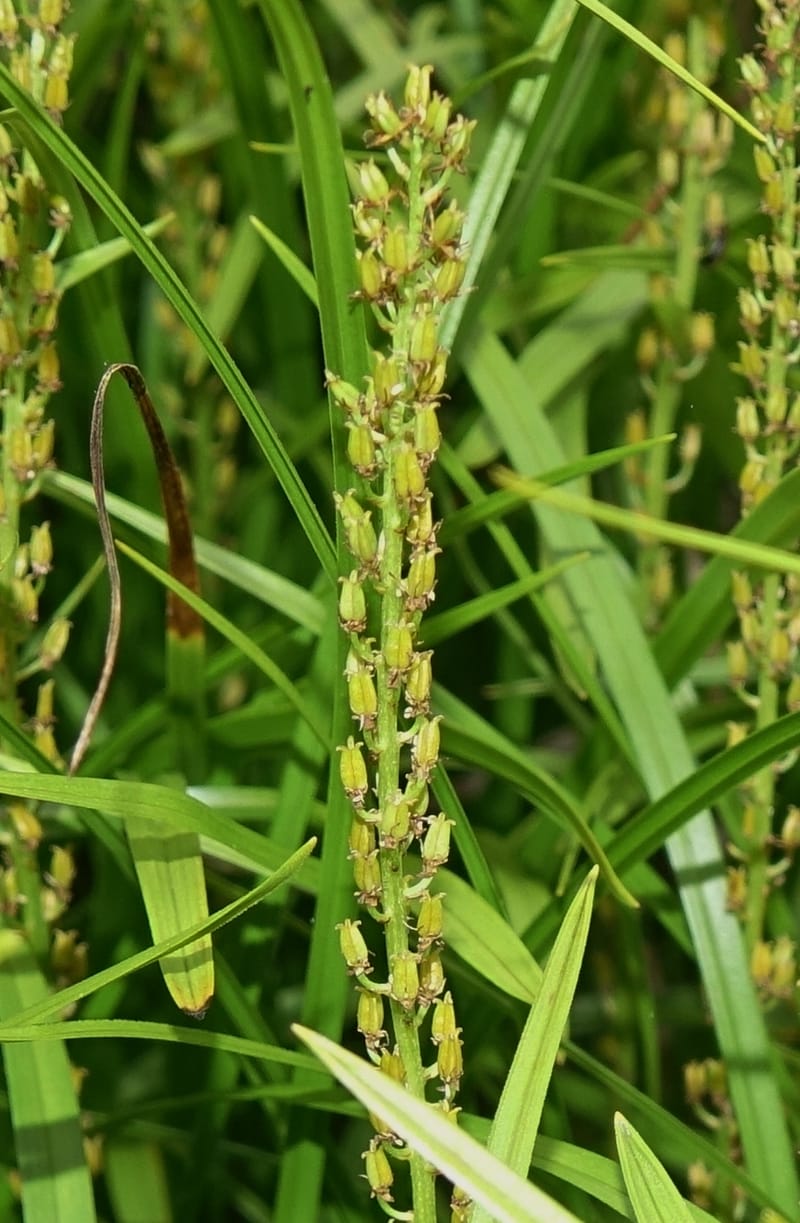 Japanolirion osense--Japan. Hokkaido. Teshio Exptl. For. 3 Aug 2016. DSC00757 (36).JPG