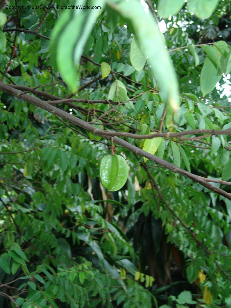 Averrhoa bilimbi--So.Africa. Durban Bot. Garden. 14 Mch 05. 121.jpg