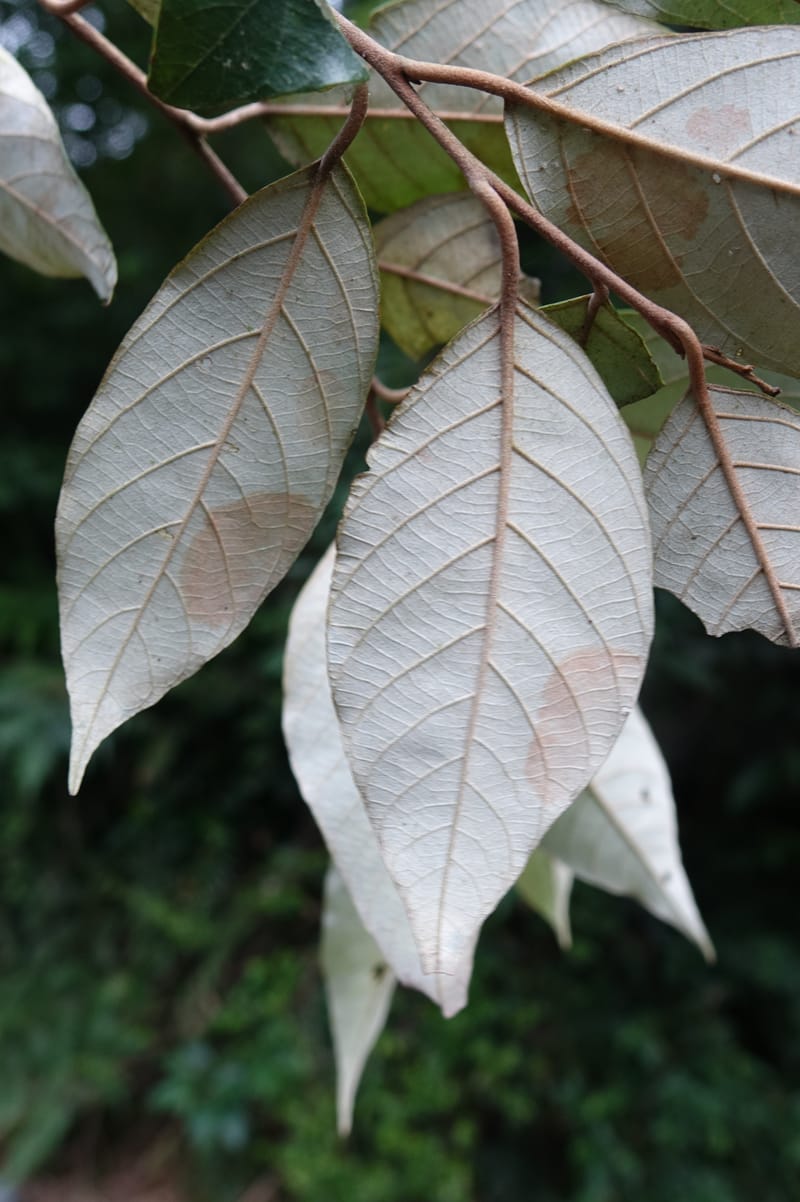 Styrax suberifolia, Chung Kuo-Fang 3354--Taiwan. Wulai Distr. Wulai village. Chia Jiao Liao. 19 May 2016.  (35).JPG