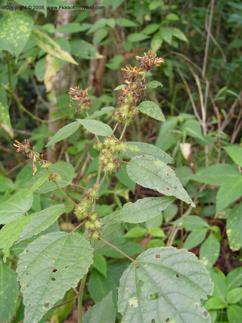 Triumfetta--Cameroon. Mt. Cameroon. 5 Dec 03. 013.jpg