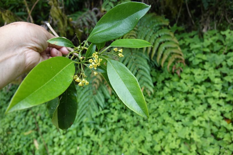 Pittosporum daphniphylloides, Tseng Yu-Hsin 1318--Taiwan. SW of Nanshan on highway 7. 20 May 2016. DSC03339 (107).JPG