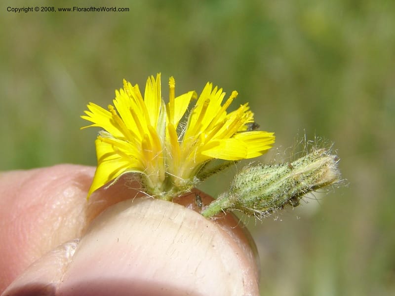 Hieracium scouleri v. albertinum--ID. Valley Co. Sylvan Beach, Reservoir trail. 13 Aug 05. 125.jpg