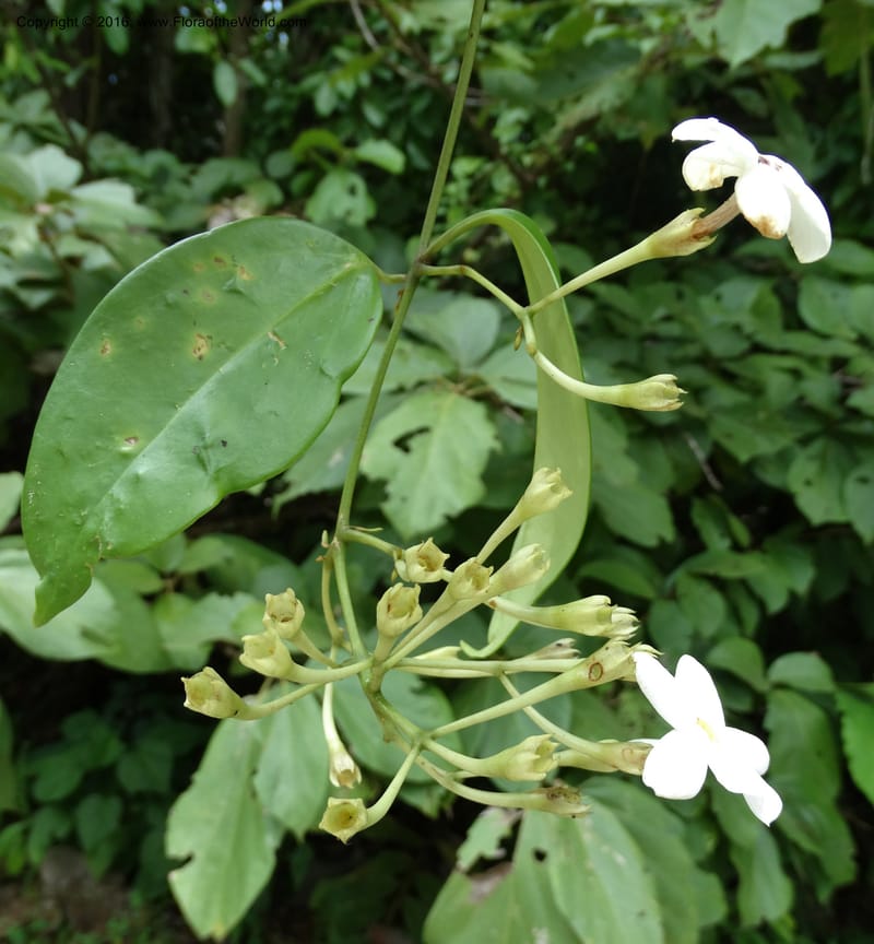 Jasminum, Davidson, C 12689--Sabah. Danum Valley RF Lodge. 5 Oct 2014. DSC02220 (279).JPG