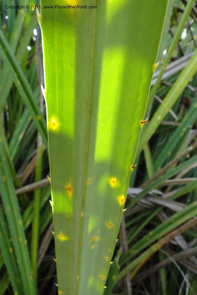Pandanus urophyllus, Regalado 1955--Viet Nam. Forest Block 19. 15 May 2011. 019 (1).jpg