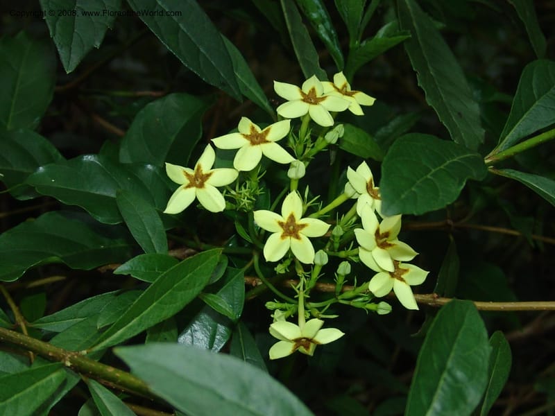 Mussaenda arcuata--So. Africa. Lowveld Nat. Bot. Gard. 14 Mch 05. 359.jpg
