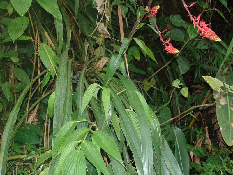 Pitcairnea, Croat, 94651--Ecuador. Prov. Pichincha. Nono-Tandayapa. 14 Feb 05.  363 (8).jpg