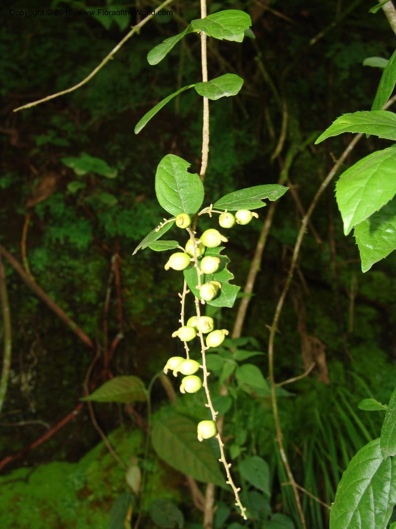 Duranta sprucei, Croat 97403--Ecuador. Prov. Pichincha. Tandayapa-Nono Rd. 27 Mar 06. 111 (9).jpg