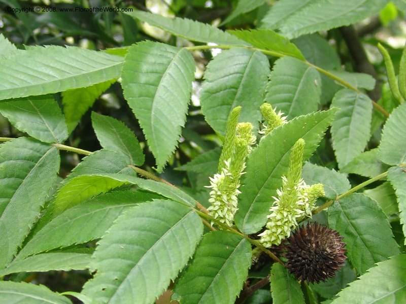 Platycarya strobilacea, 040550701--China. Hubei. Wuhan Botanical Garden. 24 Apr 07. 299.jpg