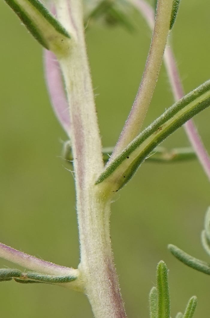 Blepharipappus scaber, C. Davidson 13761--Oregon. Wallowa Co. Zumwalt.Trail Cr. Rd. 4 Jun 2018. DSC04078 (440).JPG