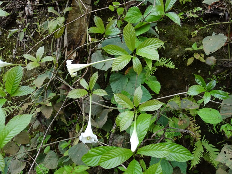 Euclinia longiflora, Davidson, C 12348--Cameroon. Ekondo Titi to Ekondo Nene. 21 Mar 2014. DSC02995 (38).JPG