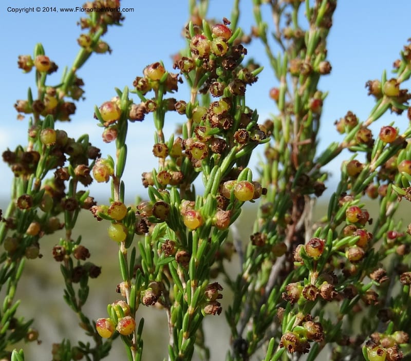 Erica, Davidson, C 12302B--South Africa. Western Cape. De Hoop Nature Res. 22 Jan 2014. DSC01681 (119).JPG
