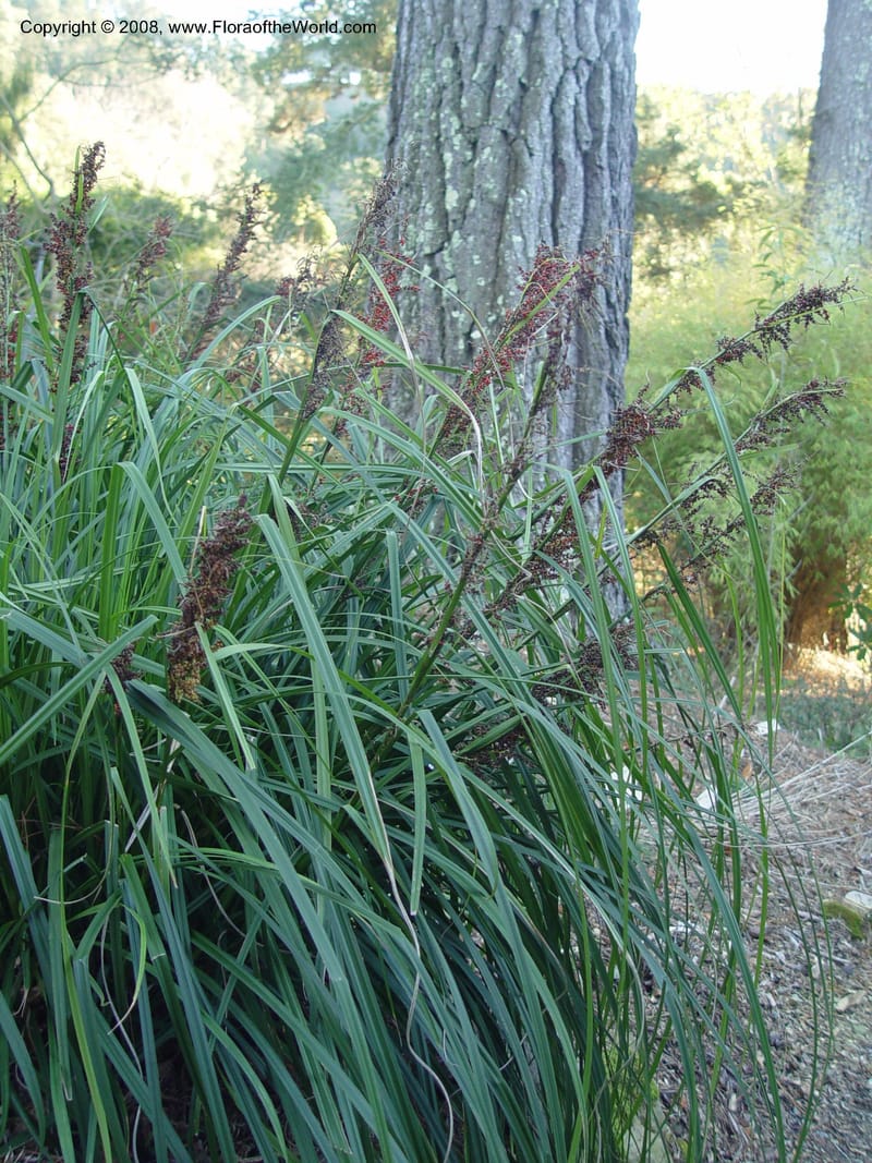 Carex phacota, 2002.0773--CA. UC Berkeley Bot. Gard. 10 Feb 04. 202.jpg