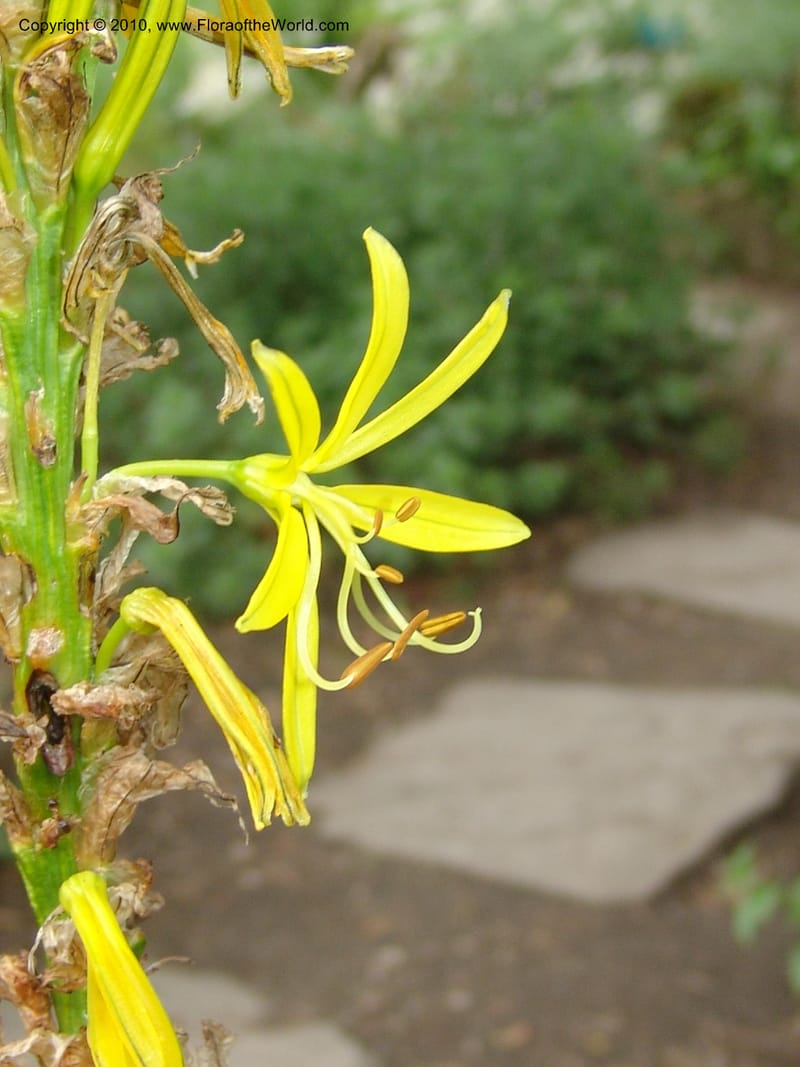 Asphodeline lutea--France. Paris. Jardin des Plantes. 28 Apr 05. 096.jpg
