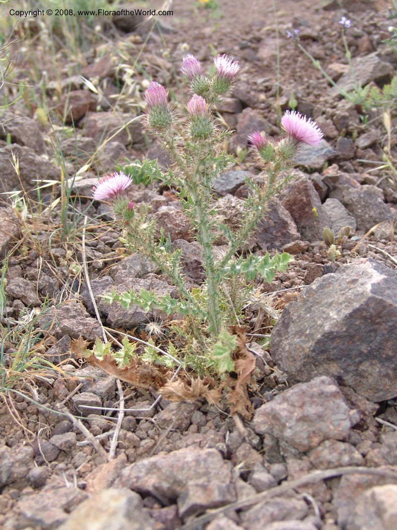 Carduus meonanthus ssp valentinus--Spain. Prov. Almeria. Cabo de Gata. Old lighthouse. 23 Apr 05. 090.jpg
