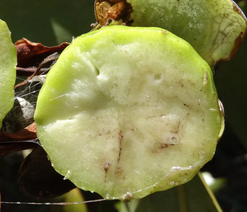 Strasburgeria robusta, Lowry, P 7371--New Caledonia. Mont Dzumac. 12 Nov 2015. DSC01563 (175).JPG