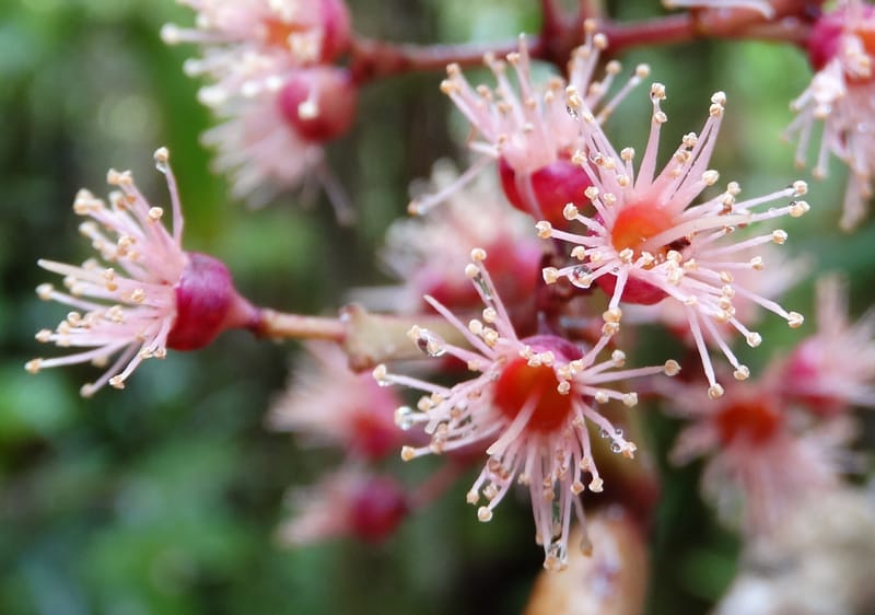 Syzygium, Plunkett, G 3181--Fiji. Waisali Rainf. Reserve. 4 Nov 2015. DSC08848 (24).JPG