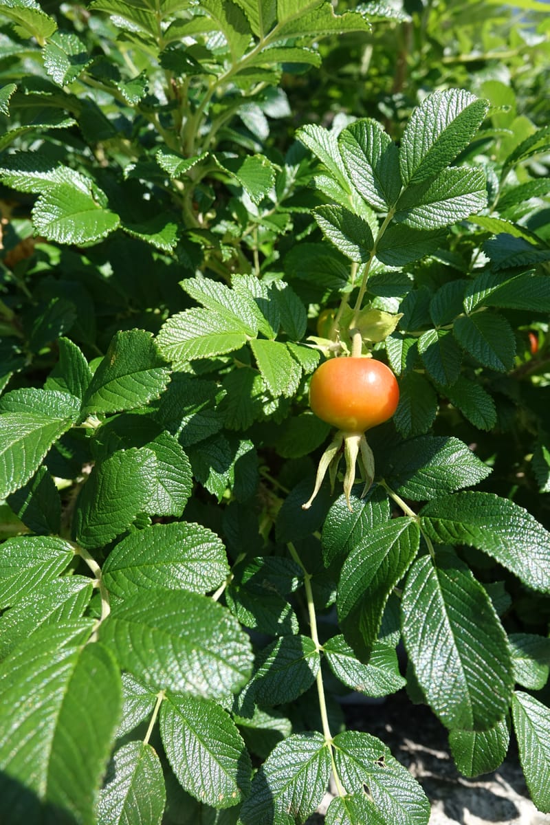 Rosa rugosa--Japan. Hokkaido. White Silver Waterfall. 5 Aug 2016. DSC01313 (9).JPG