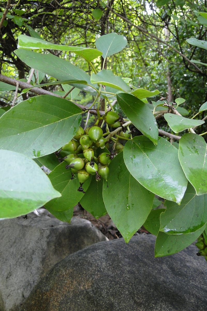 Diospyros, Regalado, Ja 1986--Viet Nam. Nui Baden Temple. 16 May 2011. 022 (10).jpg