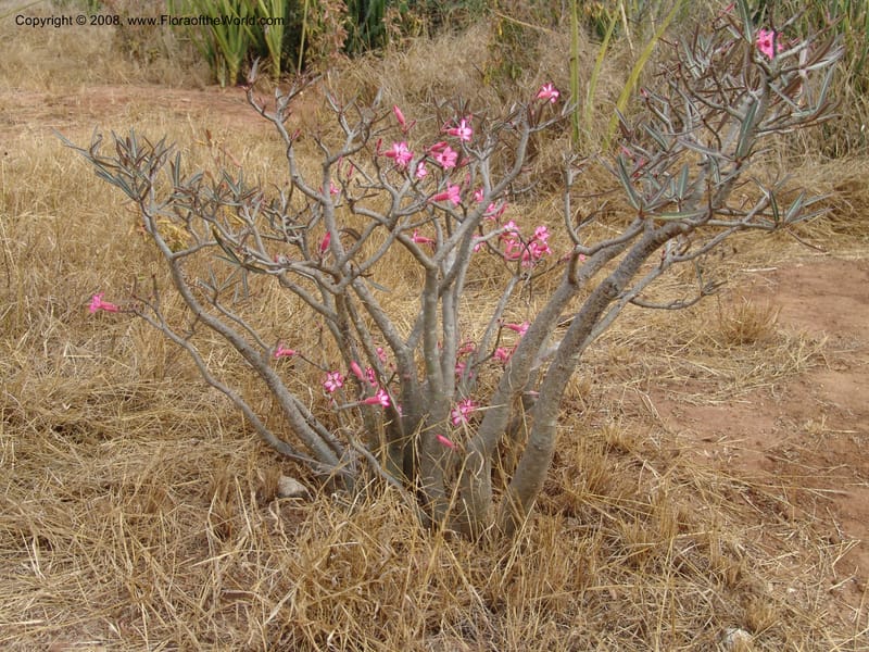 Adenium obesum--Tanzania. Hwy B1, 25 km SE of Kifaru. 28 Jun 04. 293.jpg