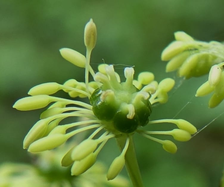 Trochodendron aralioides, Tseng Yu-Hsin 1327--Taiwan. Taroko Nat. Park. Mt. Bilu Trail. 21 May 2016.  (40).JPG