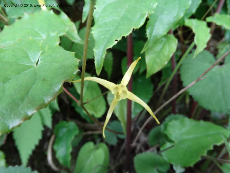 Epimedium, Boufford, D 43586--China. Sichuan. Tudiling Tunnel. 6 May 2014. DSC03860 (202).JPG