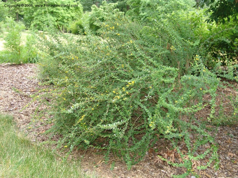 Berberis beaniana--IL. Chicago. Morton Arboretum. 1 Jul 05. 111.jpg