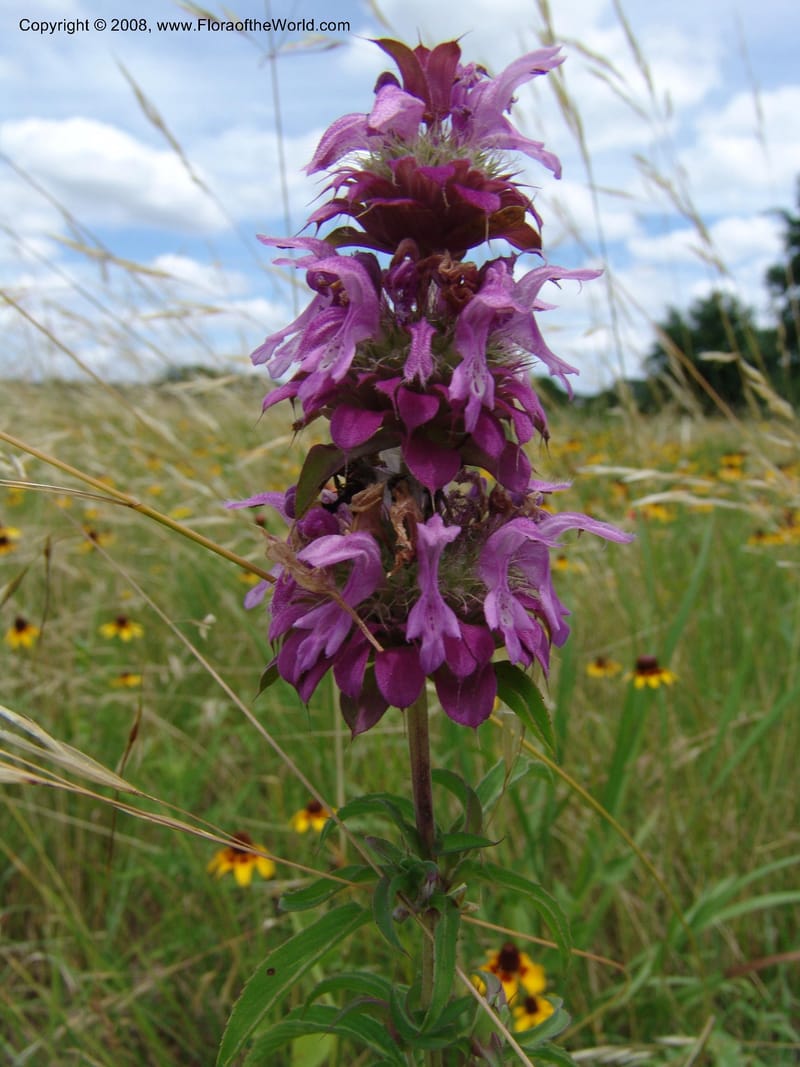Monarda citriodora--TX. Johnson Wildflower Center. 13 Jun 04. 006.jpg