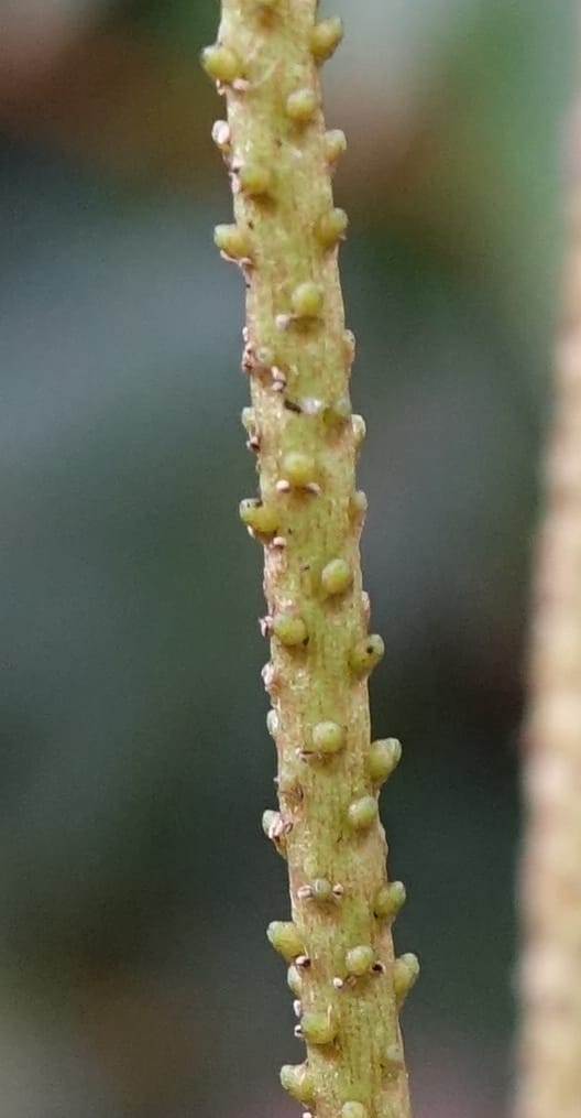 Peperomia sui, Tseng Yu-Hsin 1339--Taiwan. Xitou Nature Education Area. Giant Tree Logging Rd. 22 May 2016. DSC03924 (168).JPG