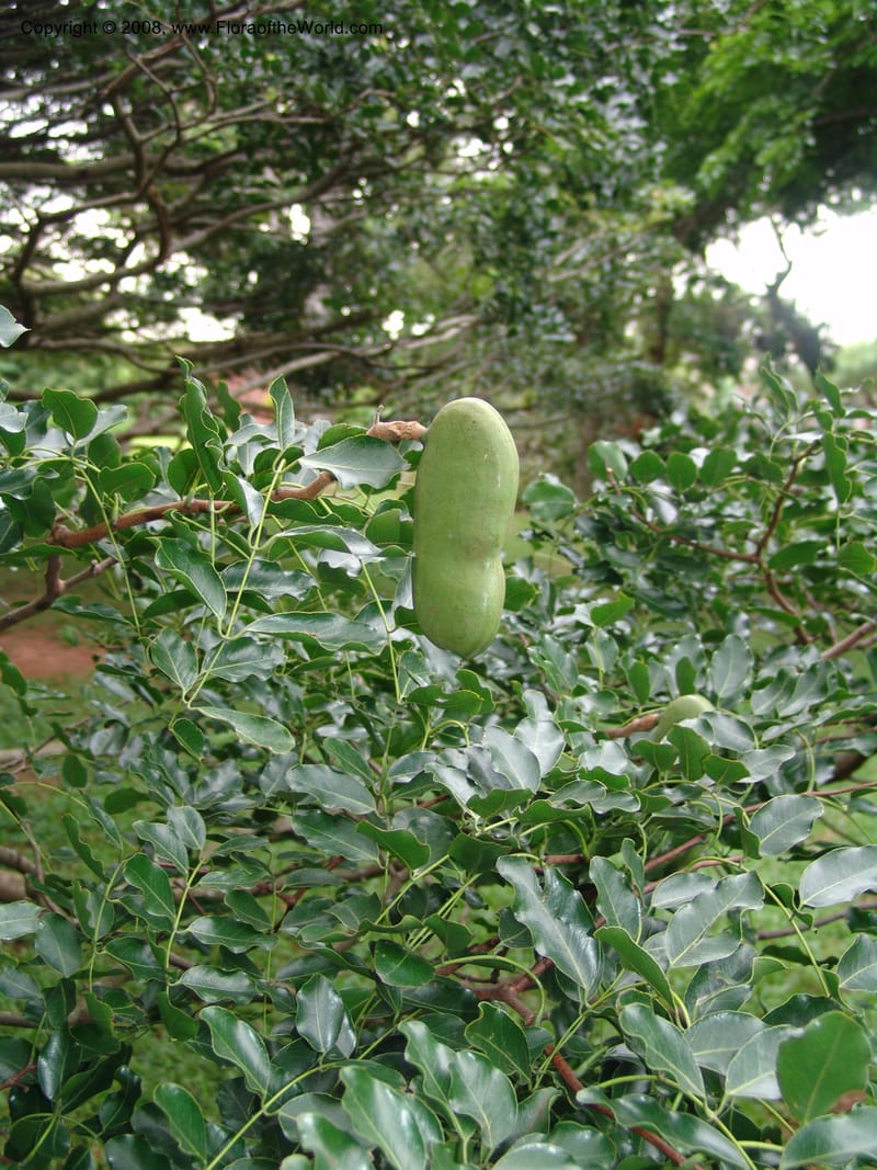 Afzelia quanzensis--So. Africa. Durban Bot. Garden. 14 Mch 05. 025.jpg