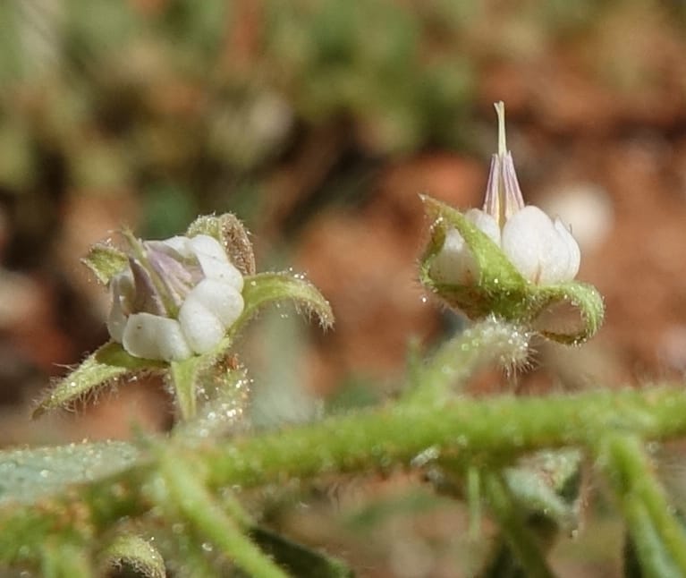 Hermannia tomentosa, L. Nanyeni 1231--Namibia. Hwy D1228, stop 1. DSC03368 (8).JPG