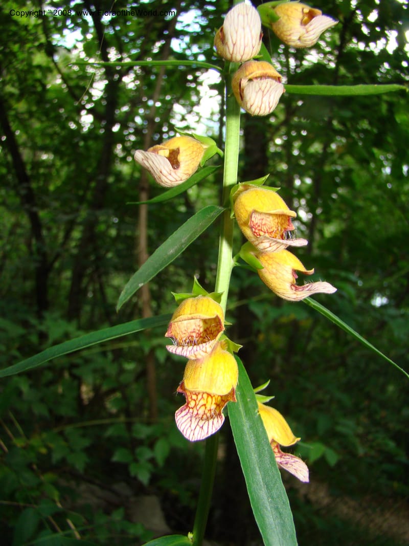 Digitalis laevigata--Slovenia. Park Skocjanske Jame. 10 Jul 08. 077.jpg