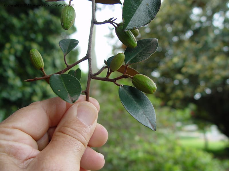 Chrysophyllum oliviforme--So Afr. Durban Bot. Gard. 3 Oct 03. 029.jpg