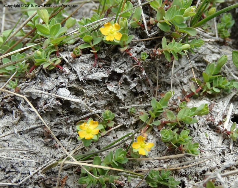 Hypericum anagalloides, Davidson, C 12613--ID. Valley Co. Squaw Meadows. 21 Jul 2014. DSC00973 (1).JPG