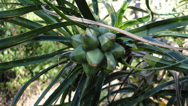 Pandanus dyckioides--Madagascar. Tsimbazaza. 30 April 2010 023 (6).jpg