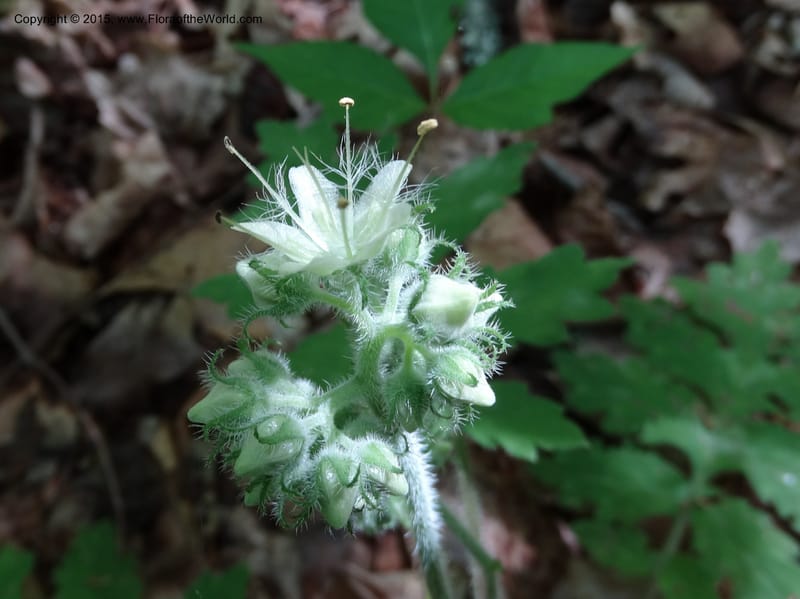 Hydrophyllum macrophyllum, Davidson, C 13025--North Carolina. Haywood Co. Pigeon R. 16 May 2015. DSC05923 (75).JPG
