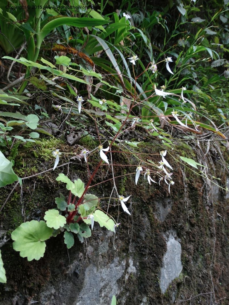 Saxifraga mengtzeana, Boufford, D 43703--China. Sichuan. LongDongZhen on Rd. to LeiYuan Shan. 13 May 2014. DSC05860 (61).JPG