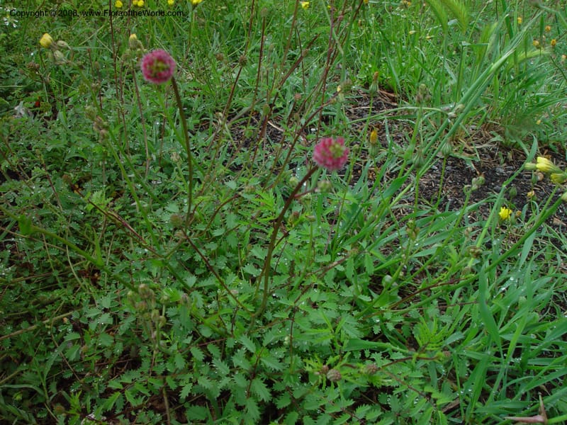 Sanguisorba minor--Italy. Tuscany. Totalfina Station on Hwy A1 (E35) so. of Arezzo. 12 May 02. 004.jpg