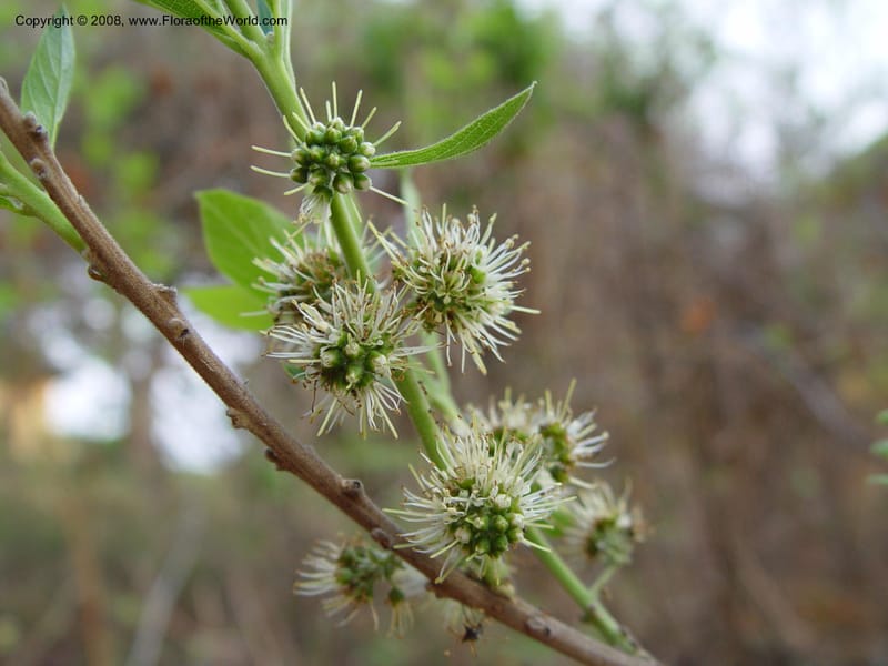 Combretum erythrophyllum--So. Africa. KwaZuluNatal. Hluhluwe Game Res.  Hilltop Ldg. 30 Sep 03. 001.jpg