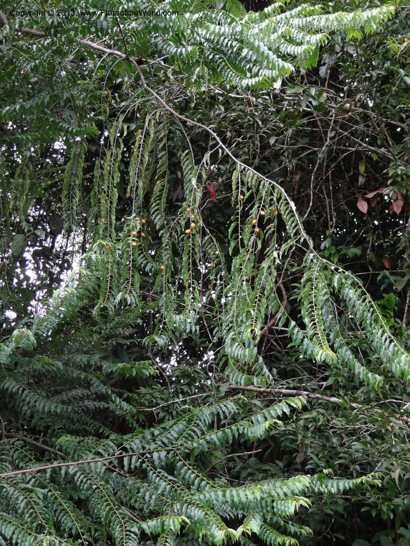 Diospyros, S.98882--Malaysia, Sarawak. Kubah Nat. Park. 28 Mar 2012. DSC05973 (46).JPG