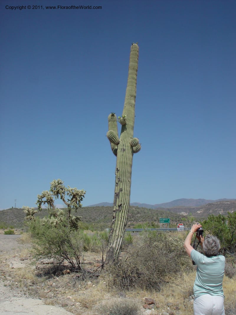 Carnegiea gigantea--AZ. 70 mi N of Phoenix on Hwy 17. 5 Jun 03. 006.jpg