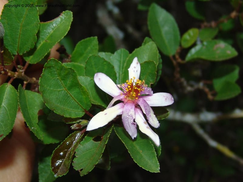 Grewia occidentalis--So.Africa. E. Cape. Uitenhage Nat. Res. 6 Mch 05. 203.jpg