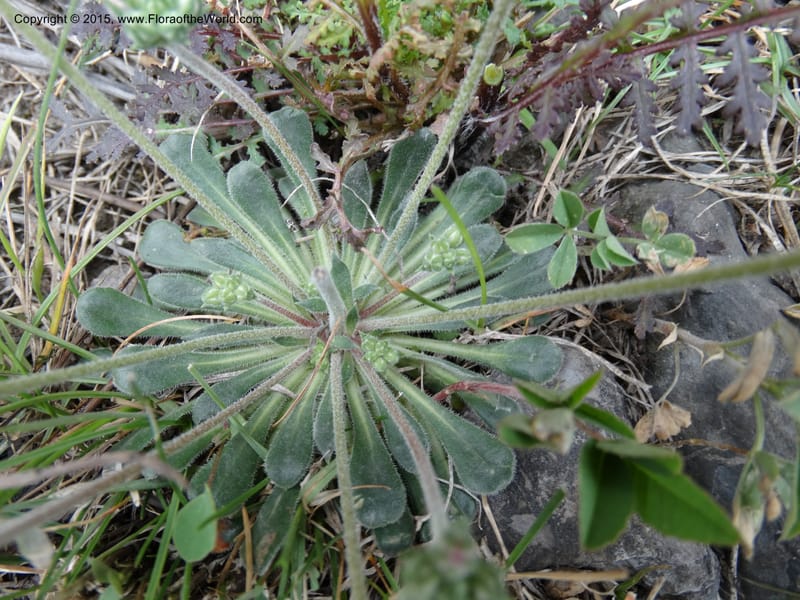 Androsace integra, Boufford, D 43599--China. Sichuan. Yonghe Village. 6 May 2014. DSC04110 (21).JPG