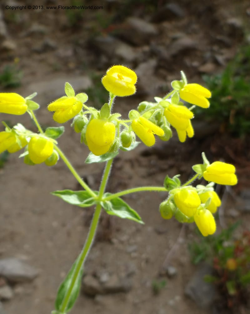 Calceolaria, WDS 34221--Chile. Cta 115. 11.5 km W of La Laguna. 22 Feb 2013. DSC02736 (40).JPG