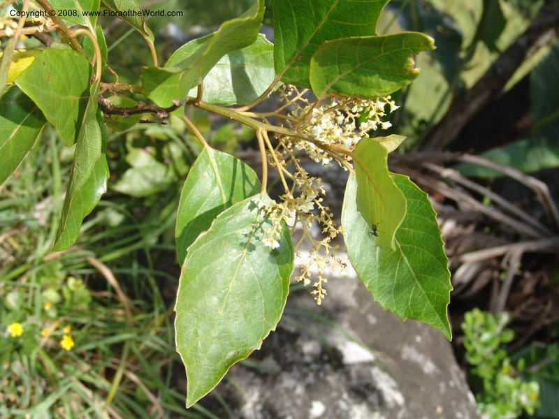 Maesa lanceolata--So.Africa. E. Cape. Umtamvuna Nat. Res. 11 Mch 05. 029.jpg