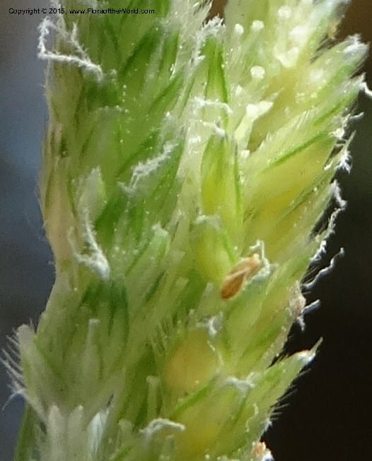 Alopecurus aequalis, Davidson, C 12610--Idaho. Valley Co. Payette Lake. Sylvan Cr. 20 Jul 2014. DSC00669 (130).JPG