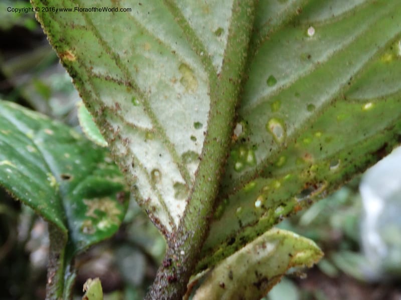 Pentaphragma cyrtandriforme, Davidson, C 12738--Sabah. Mt. Kinabalu. Bundu Tuhan Trail. 11 Oct 2014. DSC04153 (91).JPG