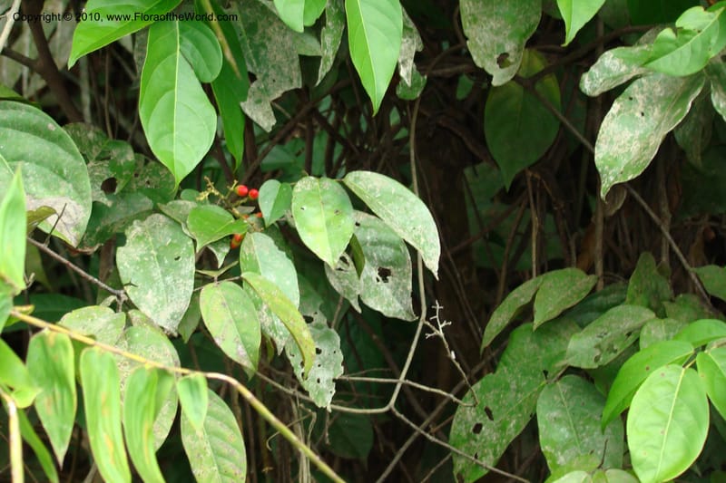 Rourea, RVasquez34844--Peru. Loreto. Dist. Nauta. Qbda Nawapa, Rio Tigre. 11 Nov 08. 261.jpg